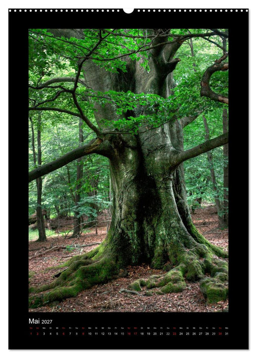 Mythos Baum / 2027 (CALVENDO Wandkalender 2027)