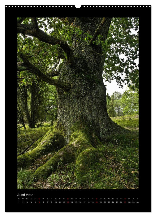 Mythos Baum / 2027 (CALVENDO Wandkalender 2027)