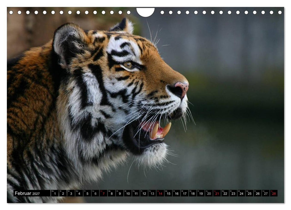 Tiger - die leisen Jäger des Dschungels (CALVENDO Wandkalender 2027)
