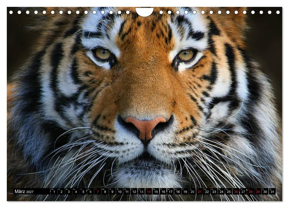 Tiger - die leisen Jäger des Dschungels (CALVENDO Wandkalender 2027)