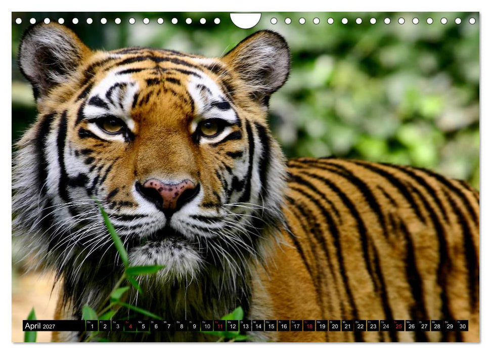 Tiger - die leisen Jäger des Dschungels (CALVENDO Wandkalender 2027)