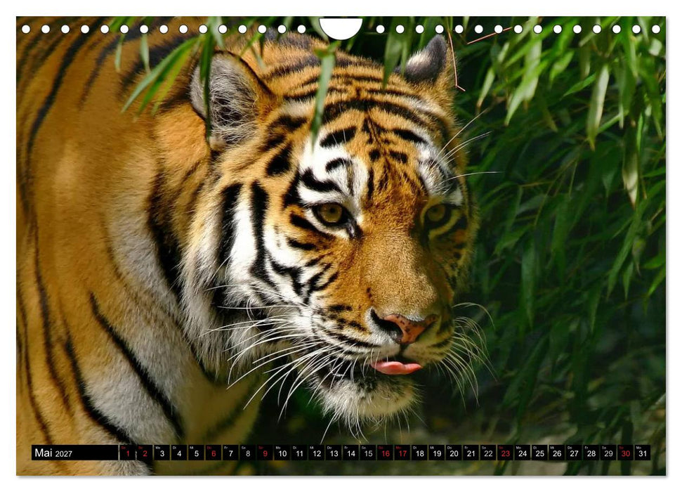 Tiger - die leisen Jäger des Dschungels (CALVENDO Wandkalender 2027)