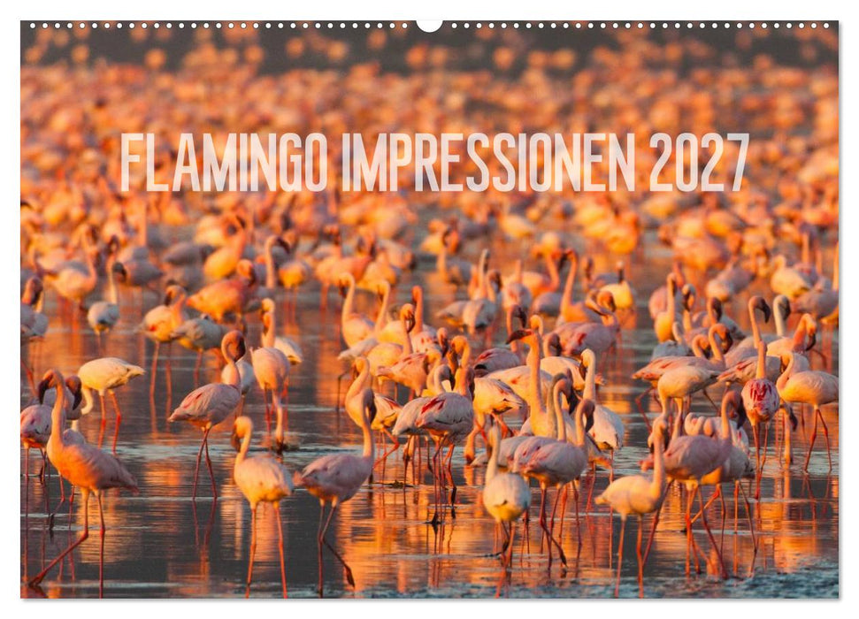 Flamingo Impressionen 2027 (CALVENDO Wandkalender 2027)