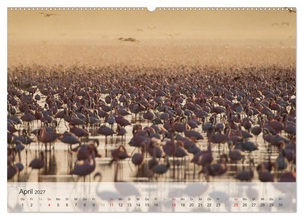 Flamingo Impressionen 2027 (CALVENDO Wandkalender 2027)