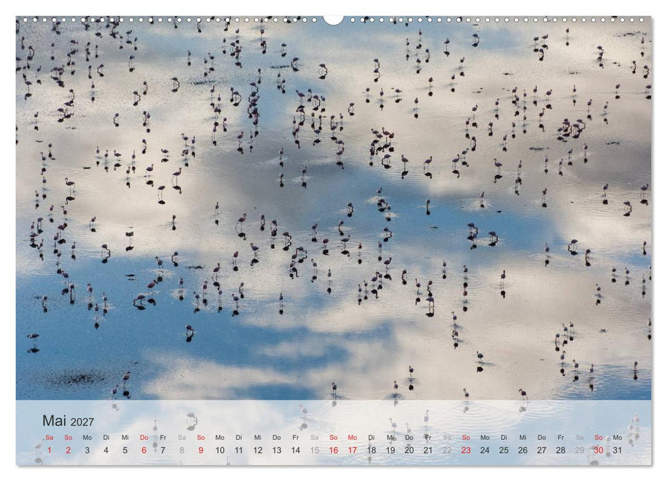 Flamingo Impressionen 2027 (CALVENDO Wandkalender 2027)