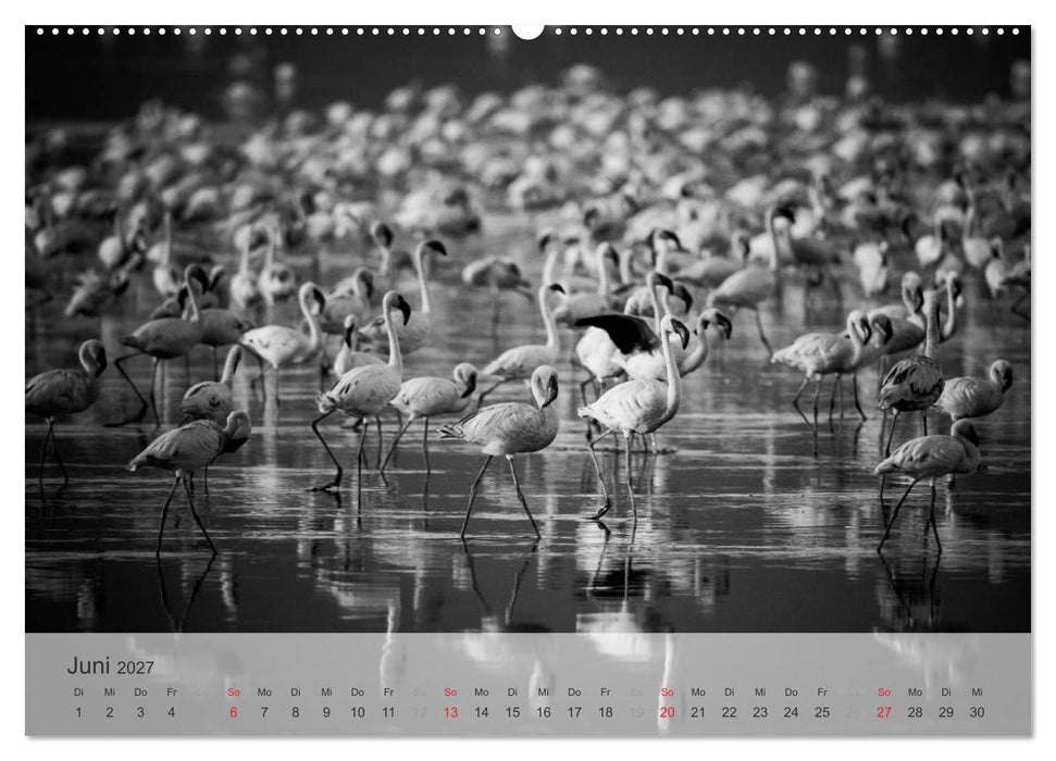 Flamingo Impressionen 2027 (CALVENDO Wandkalender 2027)