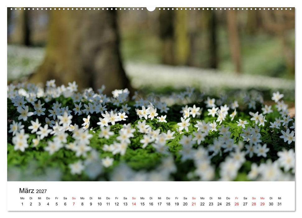 Insel Rügen Impressionen (CALVENDO Wandkalender 2027)