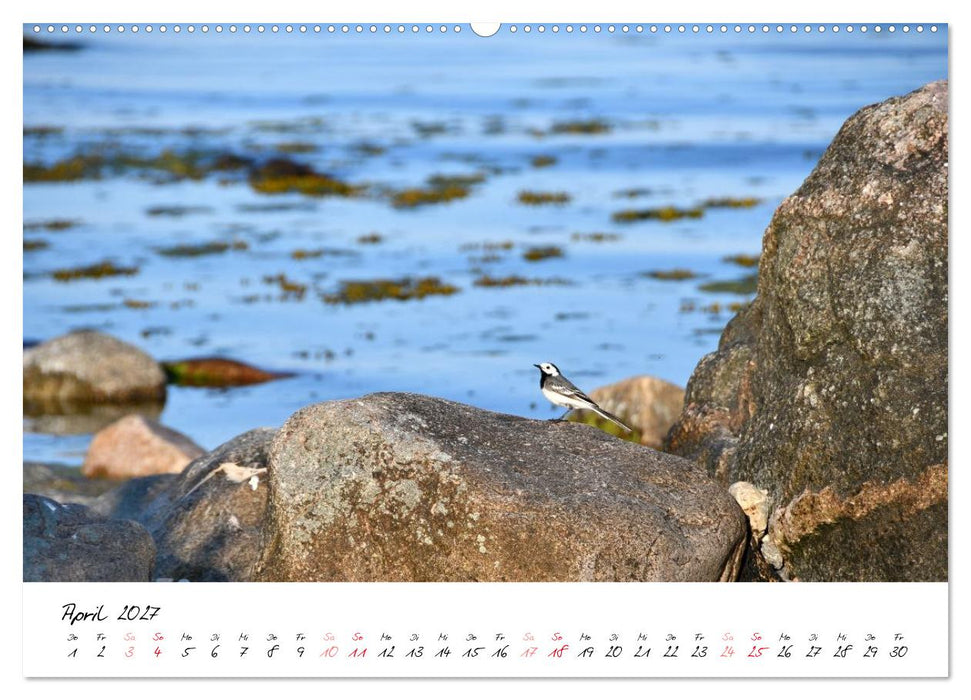Ostsee-Strand (CALVENDO Wandkalender 2027)