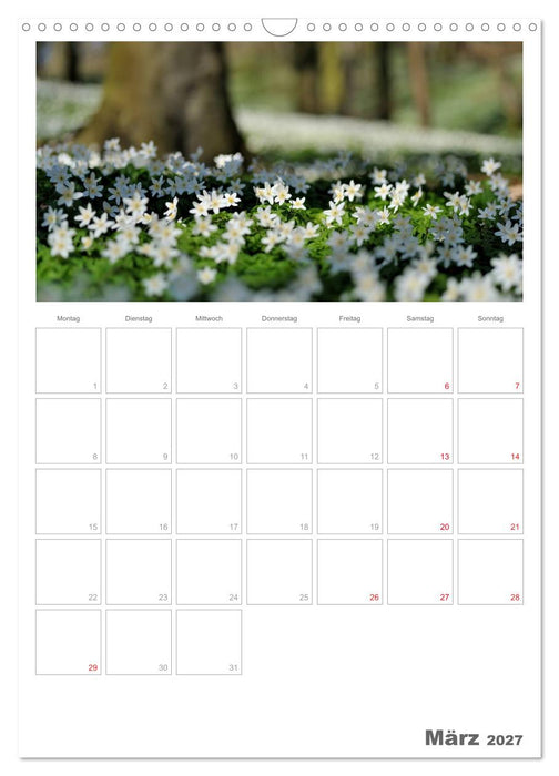 Insel Rügen / Planer (CALVENDO Wandkalender 2027)