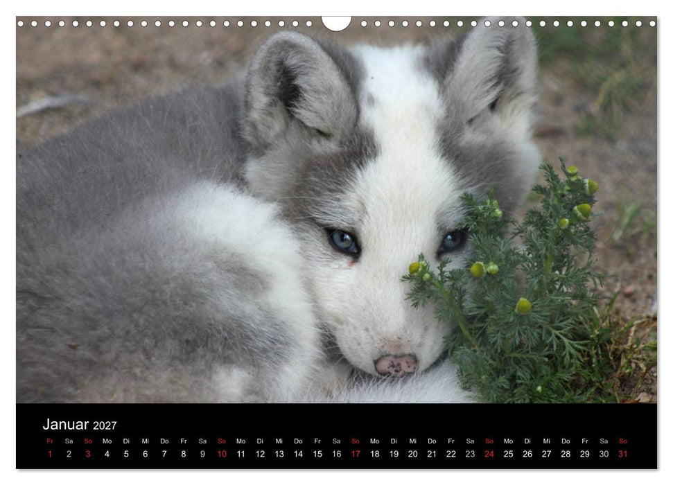 Zoo-Kinder (CALVENDO Wandkalender 2027)