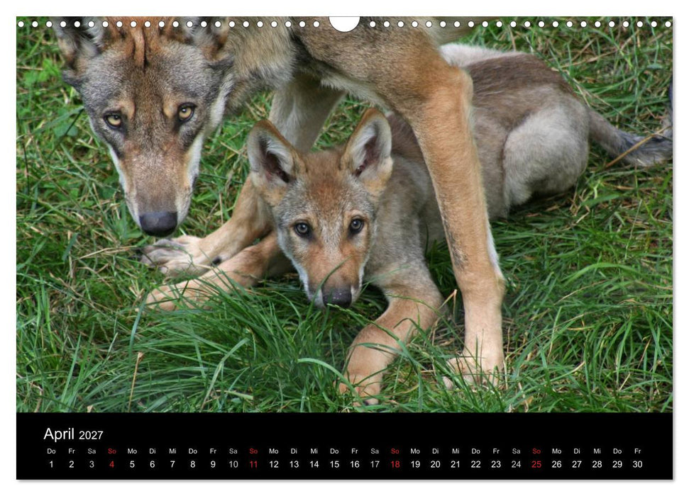 Zoo-Kinder (CALVENDO Wandkalender 2027)