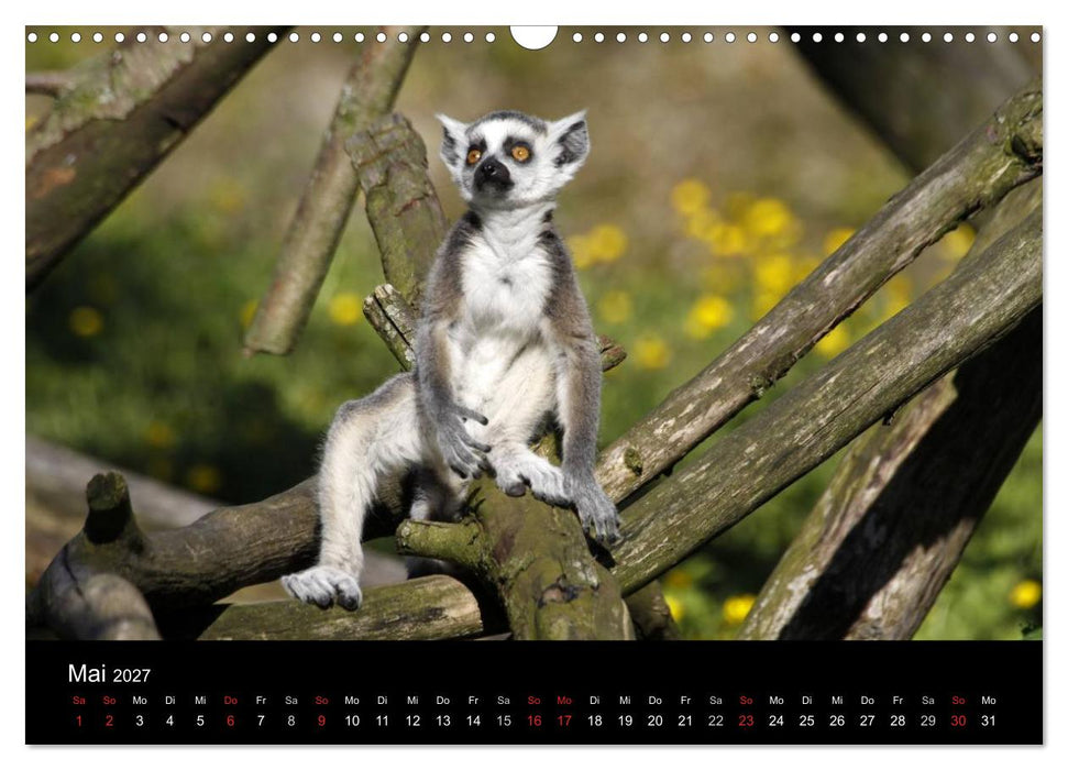 Zoo-Kinder (CALVENDO Wandkalender 2027)