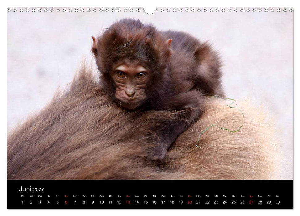 Zoo-Kinder (CALVENDO Wandkalender 2027)