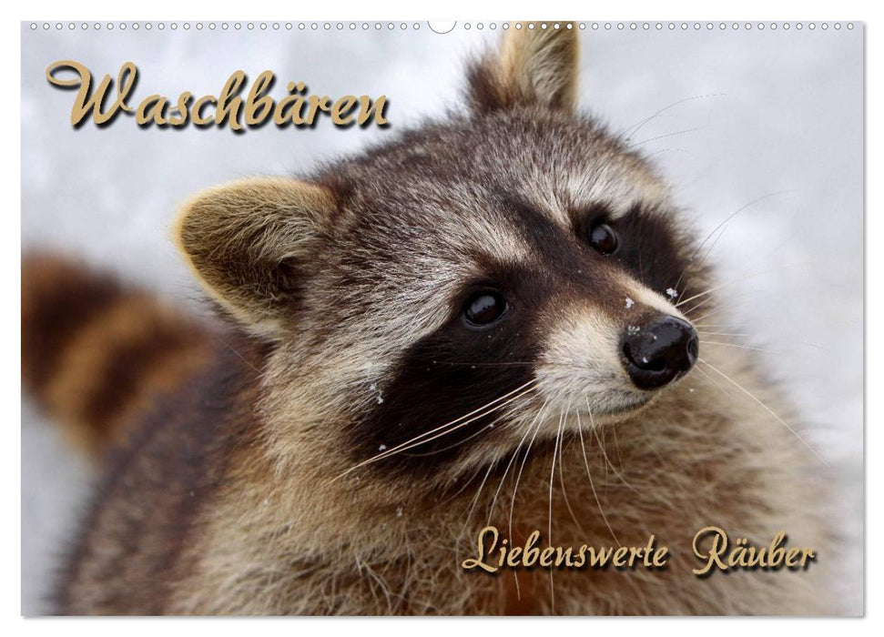 Waschbären (CALVENDO Wandkalender 2027)