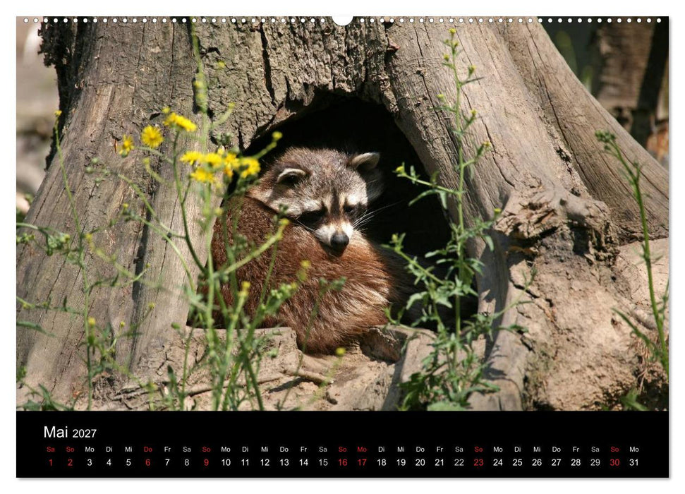 Waschbären (CALVENDO Wandkalender 2027)