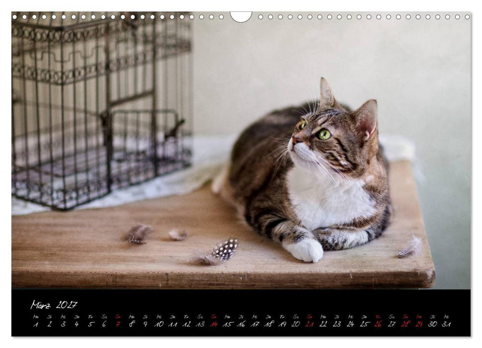 Katzen 2027 (CALVENDO Wandkalender 2027)