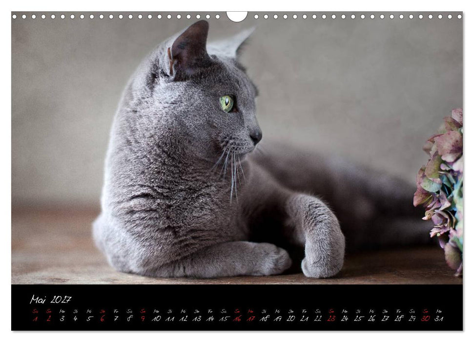 Katzen 2027 (CALVENDO Wandkalender 2027)
