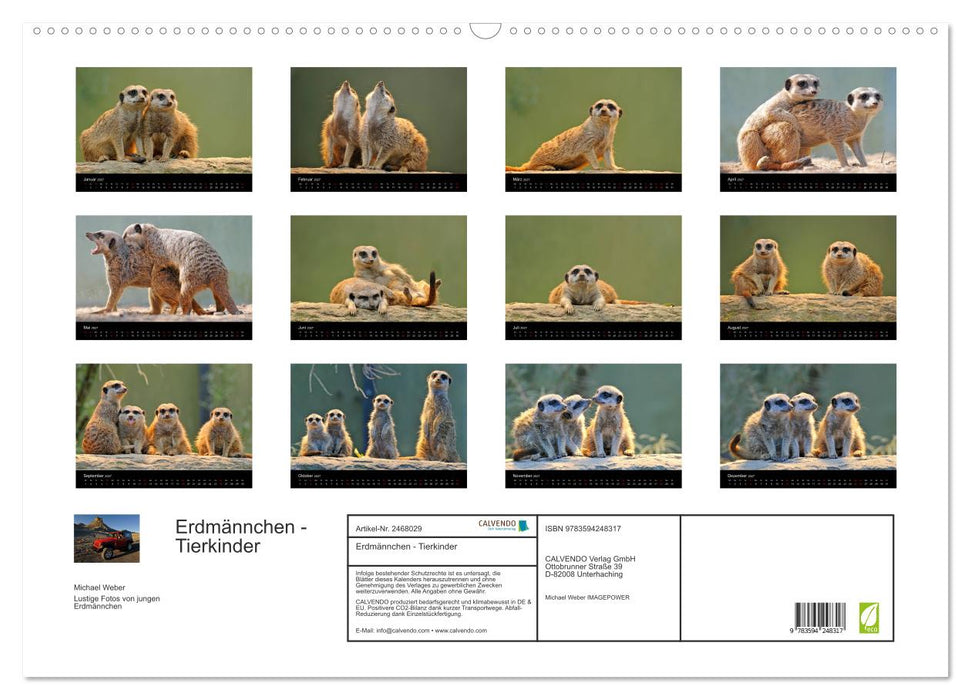 Erdmännchen - Tierkinder (CALVENDO Wandkalender 2027)
