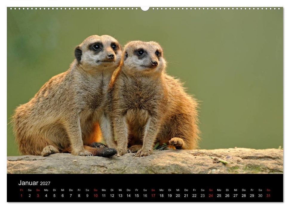 Erdmännchen - Tierkinder (CALVENDO Wandkalender 2027)