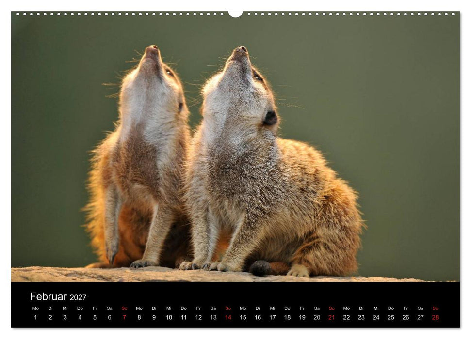 Erdmännchen - Tierkinder (CALVENDO Wandkalender 2027)