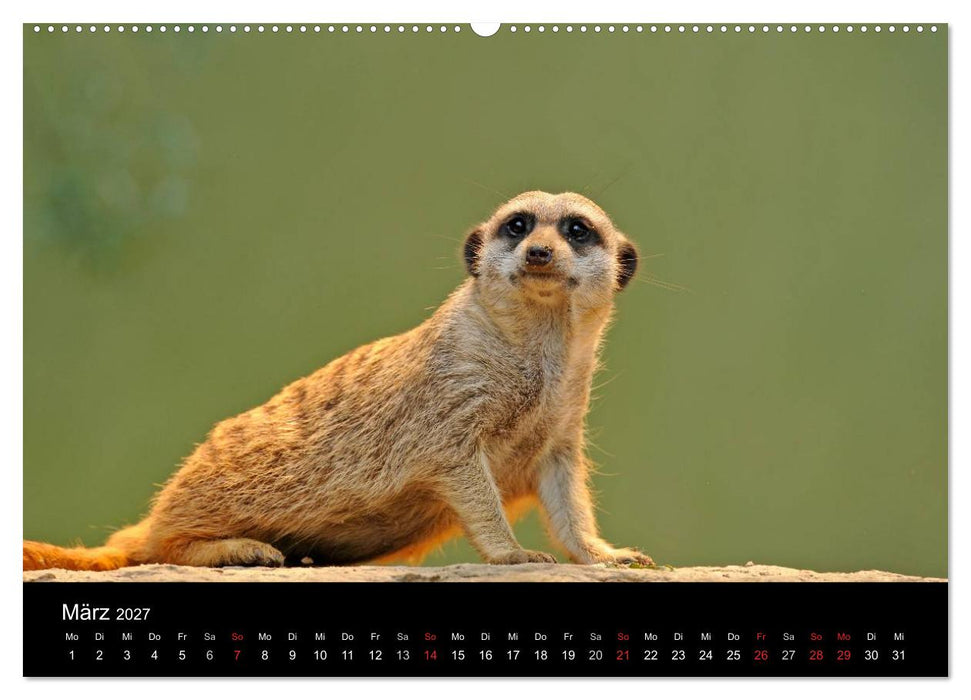 Erdmännchen - Tierkinder (CALVENDO Wandkalender 2027)