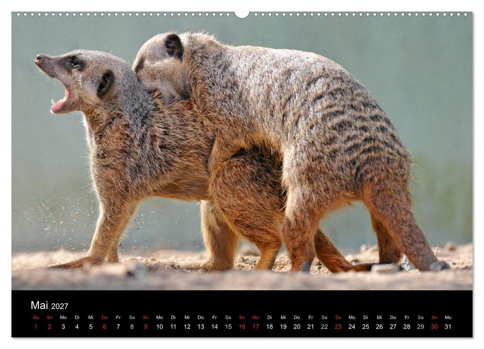 Erdmännchen - Tierkinder (CALVENDO Wandkalender 2027)