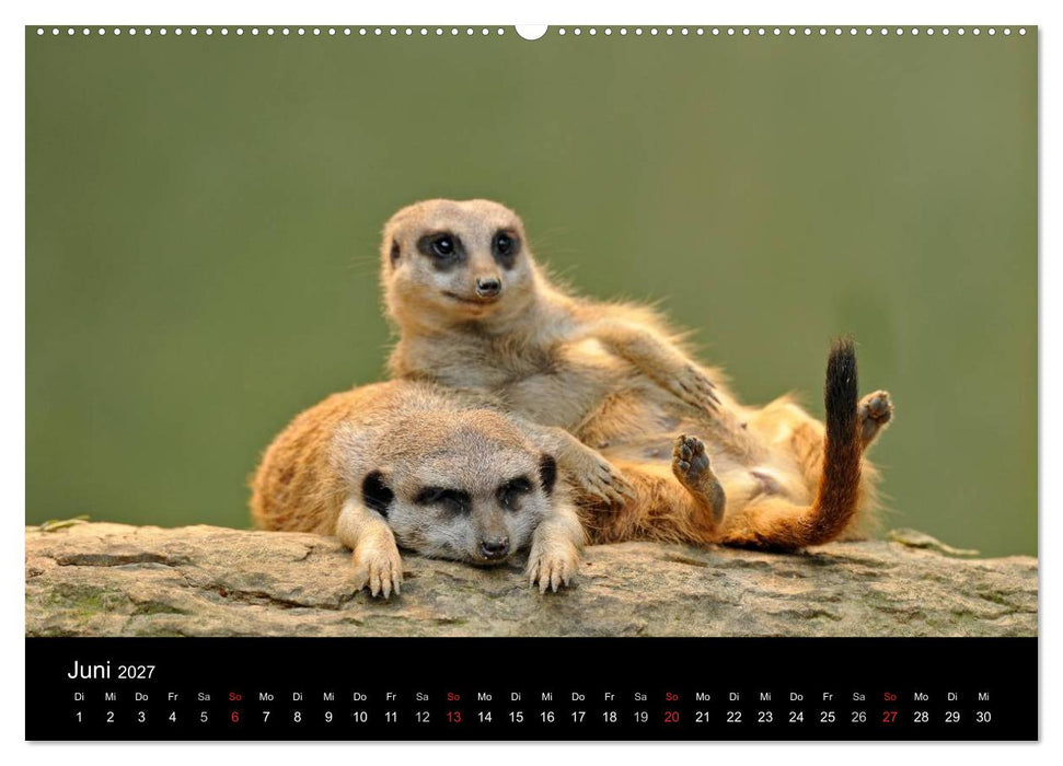 Erdmännchen - Tierkinder (CALVENDO Wandkalender 2027)