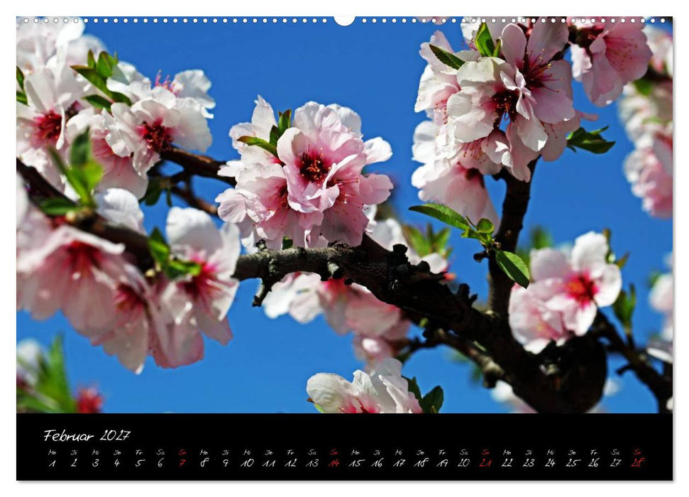 Flower (CALVENDO Wandkalender 2027)