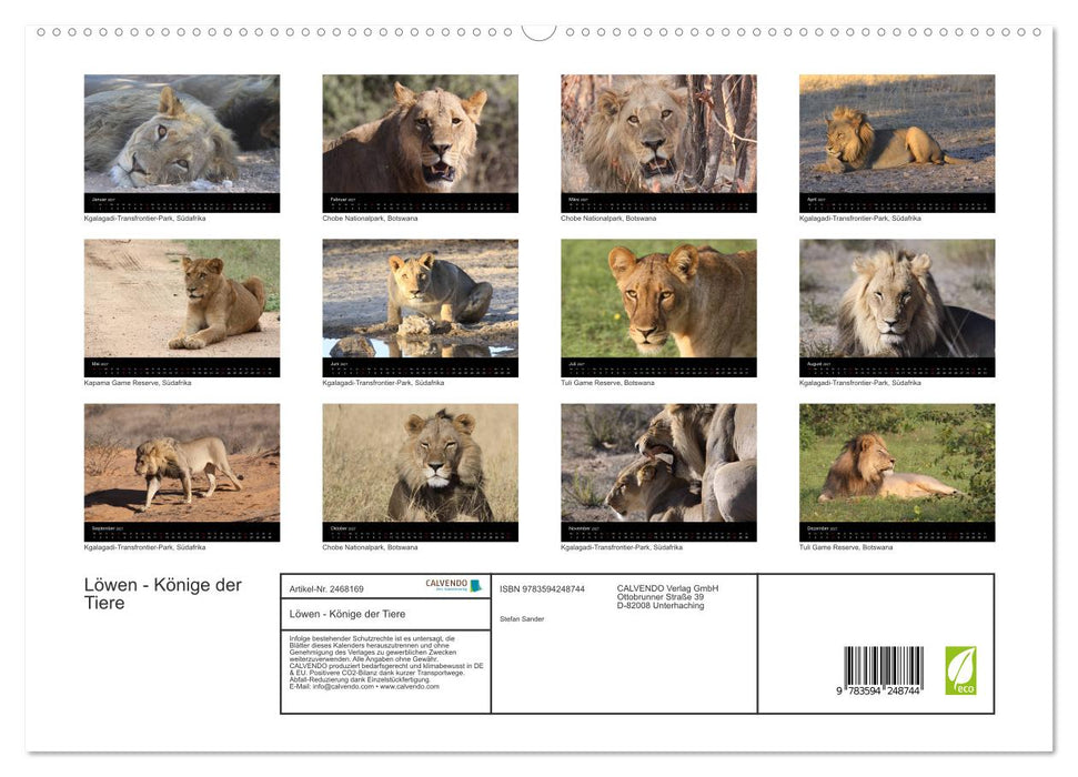 Löwen - Könige der Tiere (CALVENDO Premium Wandkalender 2027)