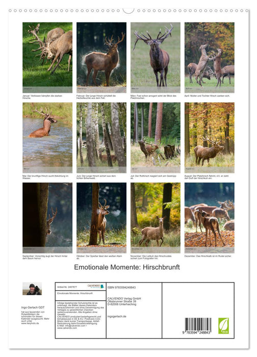 Emotionale Momente: Hirschbrunft (CALVENDO Premium Wandkalender 2027)