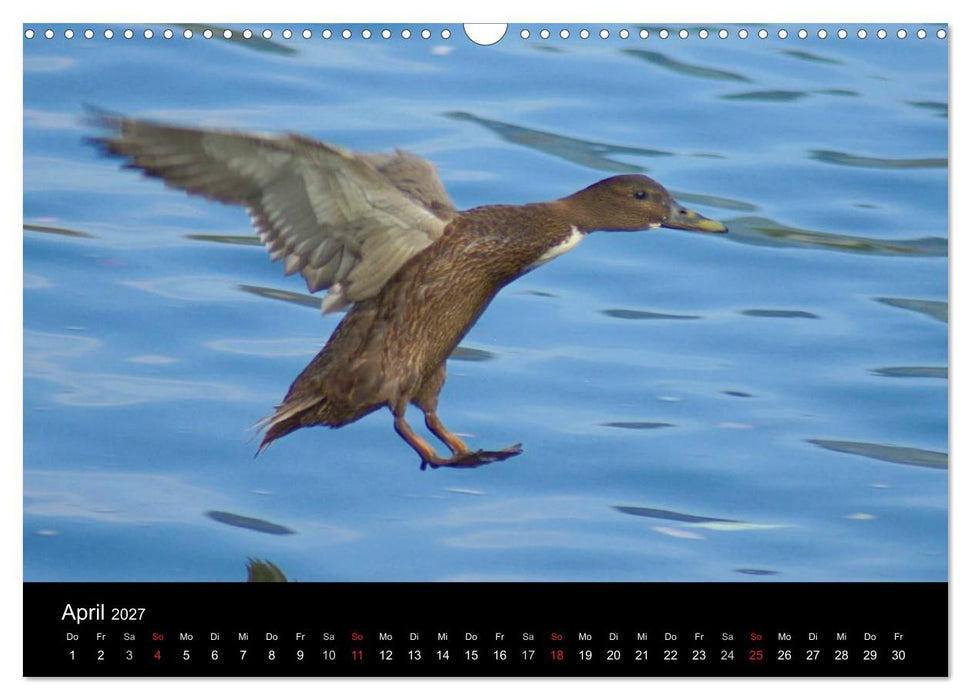 Duck Power (CALVENDO Wandkalender 2027)