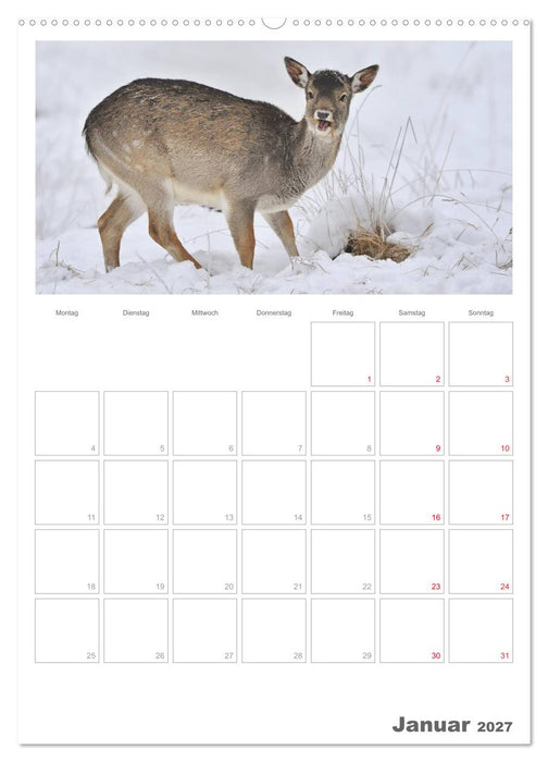 Rehe & Co / Planer (CALVENDO Premium Wandkalender 2027)