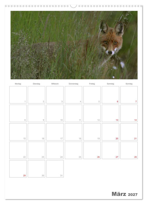Rehe & Co / Planer (CALVENDO Premium Wandkalender 2027)