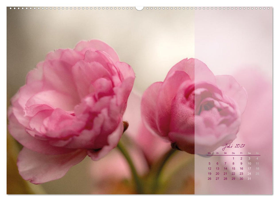 Pretty in Pink - Die Kirschblüte (CALVENDO Premium Wandkalender 2027)