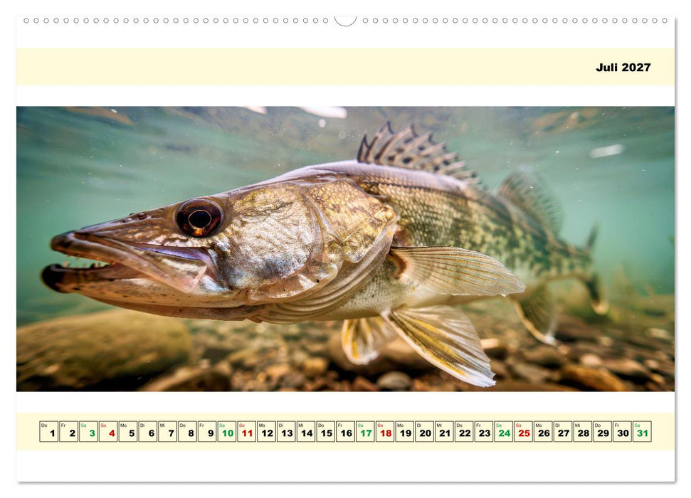 Mit dem Fisheye auf Fisch (CALVENDO Premium Wandkalender 2027)