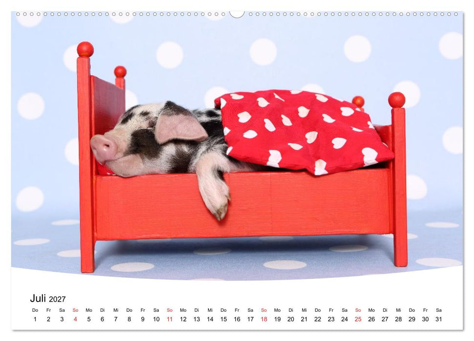Niedliche Ferkel lovely piglets (CALVENDO Premium Wandkalender 2027)