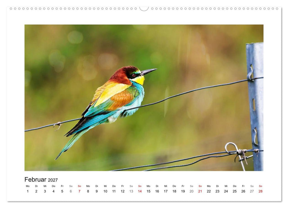 Bienenfresser, Poesie des Fliegens (CALVENDO Wandkalender 2027)