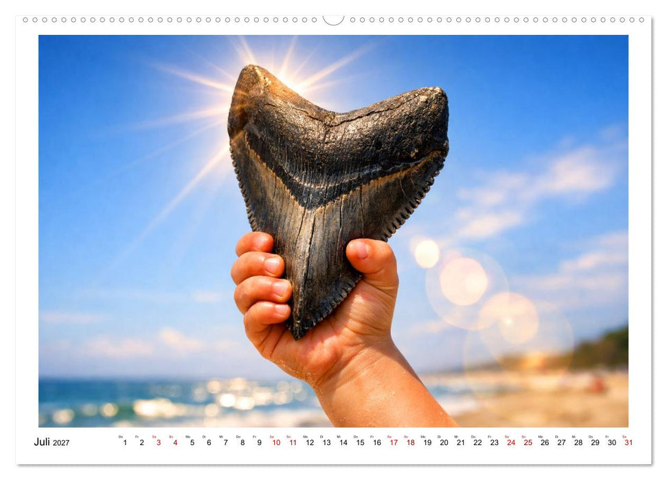 Verrückt nach Fossilien (CALVENDO Premium Wandkalender 2027)