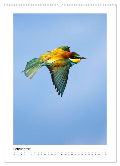 Bienenfresser, farbenprächtige Flugkünstler (CALVENDO Premium Wandkalender 2027)
