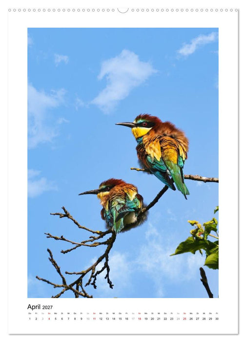 Bienenfresser, farbenprächtige Flugkünstler (CALVENDO Premium Wandkalender 2027)