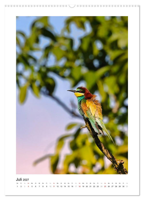 Bienenfresser, farbenprächtige Flugkünstler (CALVENDO Premium Wandkalender 2027)