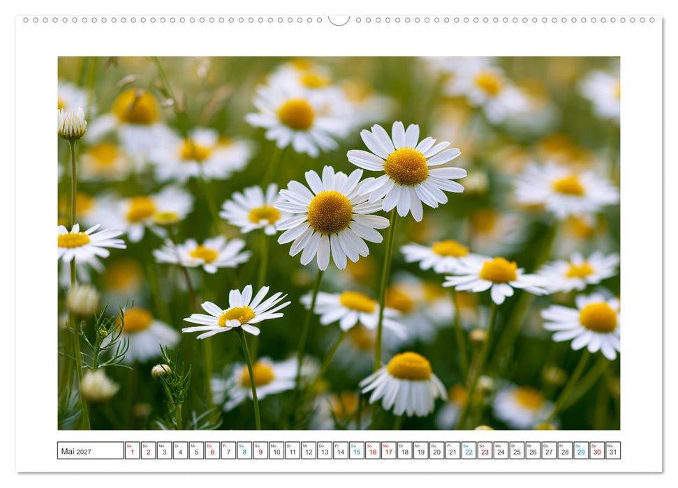 Stille der Natur (CALVENDO Wandkalender 2027)