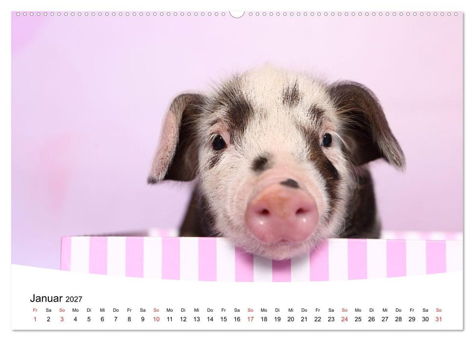 Niedliche Ferkel lovely piglets (CALVENDO Wandkalender 2027)