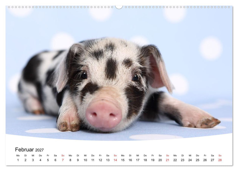 Niedliche Ferkel lovely piglets (CALVENDO Wandkalender 2027)