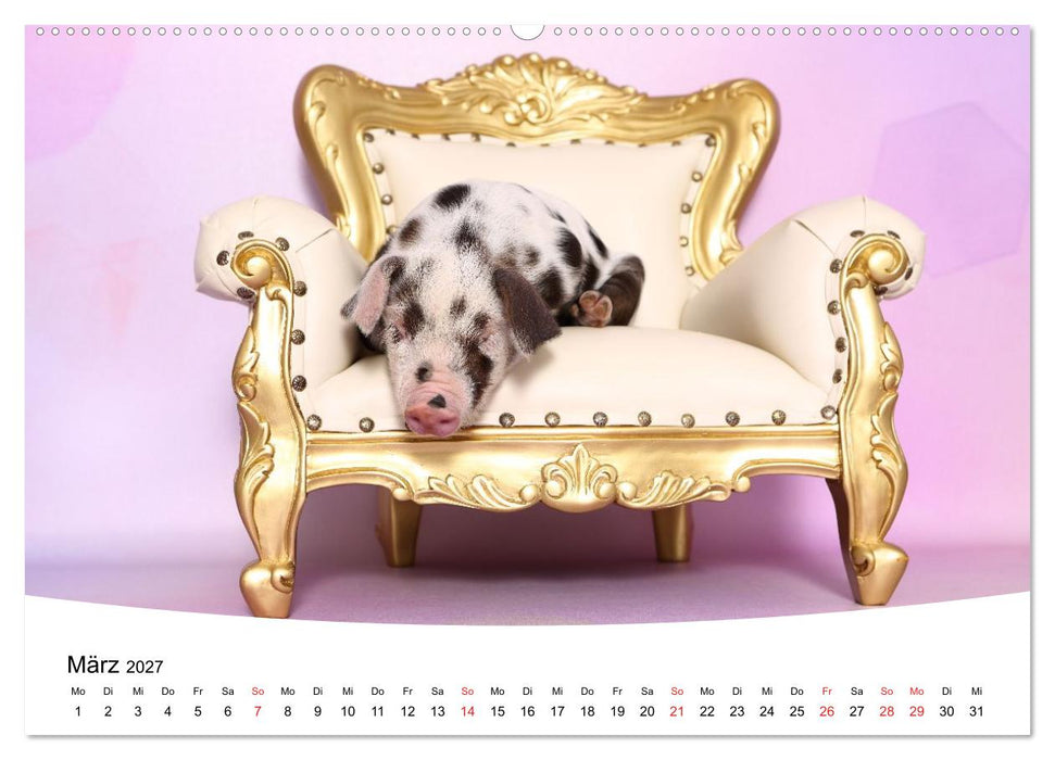 Niedliche Ferkel lovely piglets (CALVENDO Wandkalender 2027)