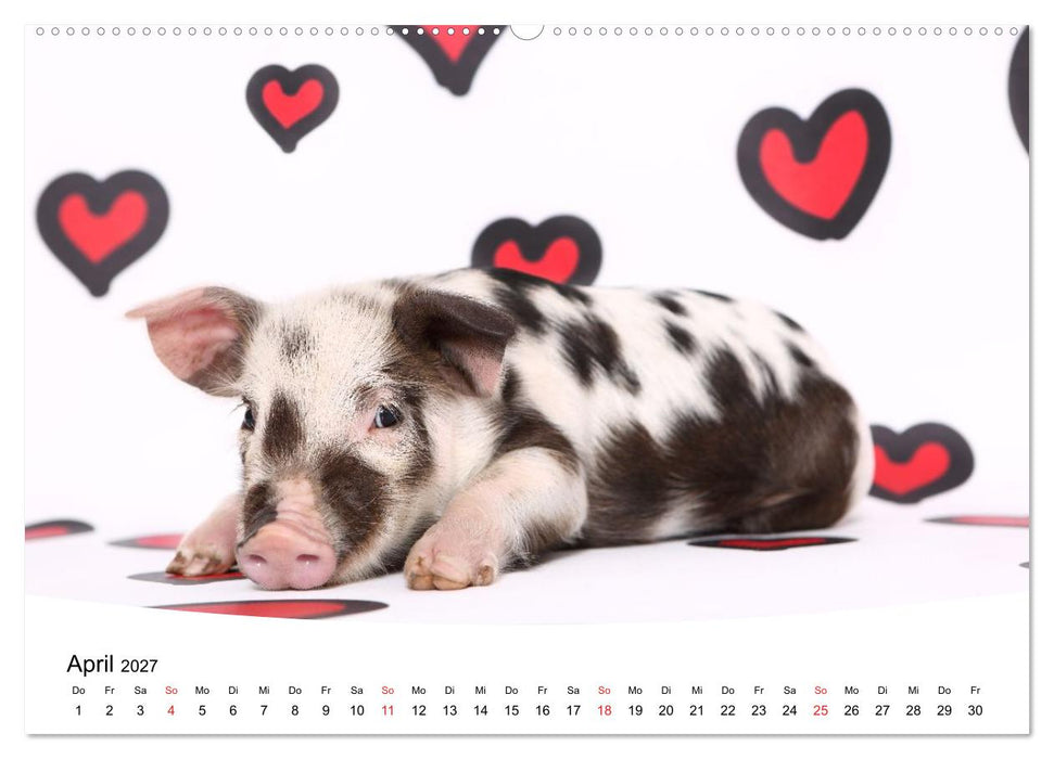 Niedliche Ferkel lovely piglets (CALVENDO Wandkalender 2027)