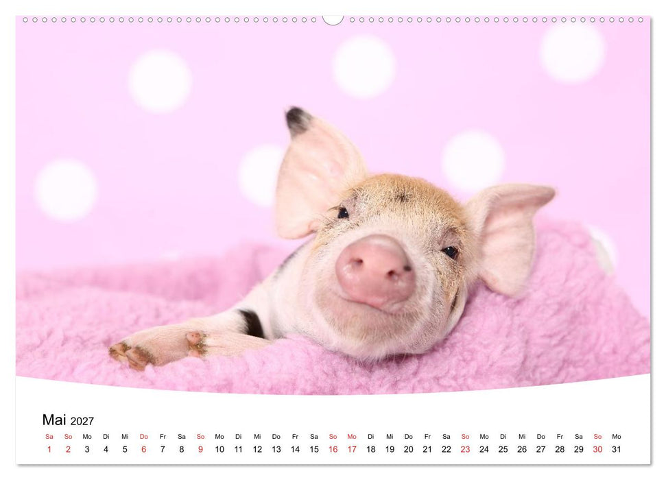 Niedliche Ferkel lovely piglets (CALVENDO Wandkalender 2027)