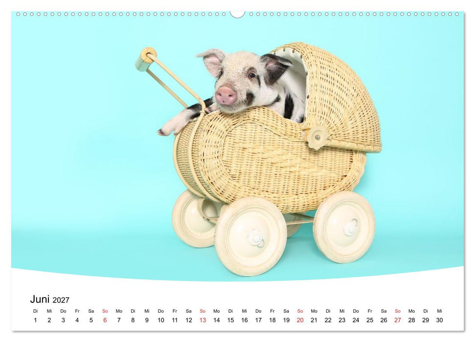 Niedliche Ferkel lovely piglets (CALVENDO Wandkalender 2027)