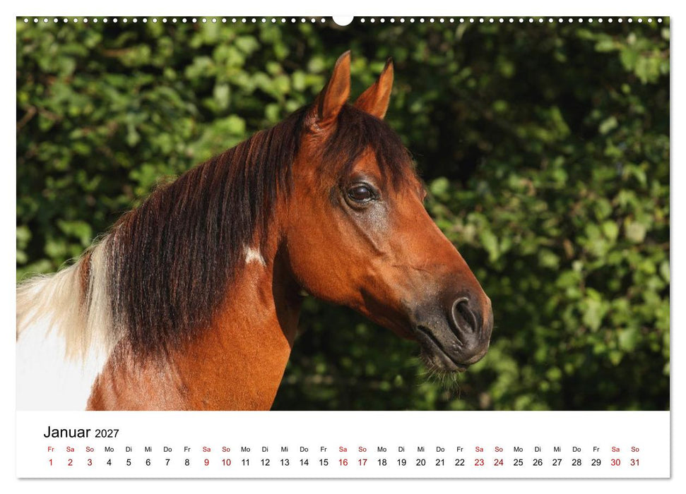 Pferde - im Galopp durch's Jahr 2027 (CALVENDO Wandkalender 2027)