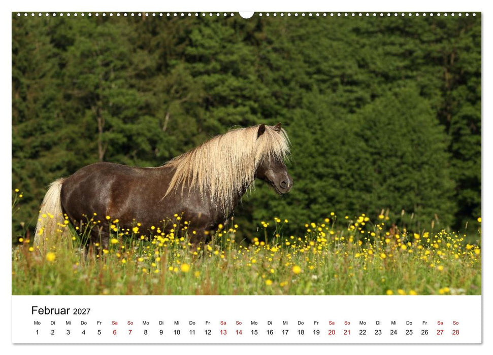 Pferde - im Galopp durch's Jahr 2027 (CALVENDO Wandkalender 2027)